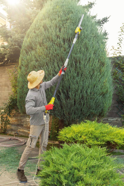 Professional Tree Service in Mound, MN